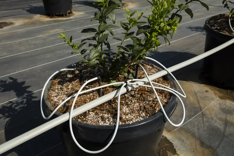 Insumos e irrigación