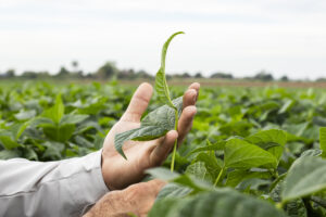 Combate la cenicilla cero días a corte