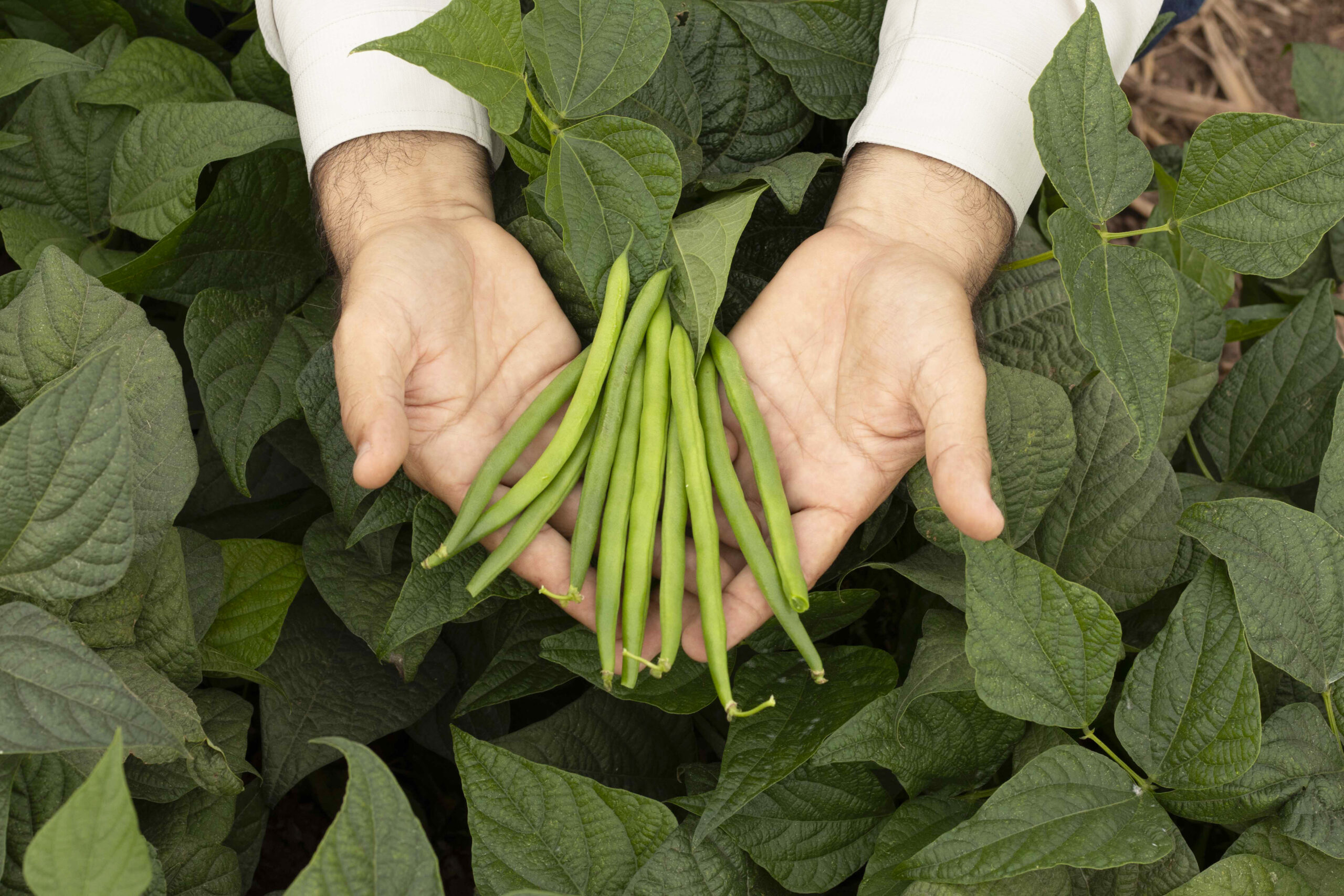 Combate la cenicilla polvorienta