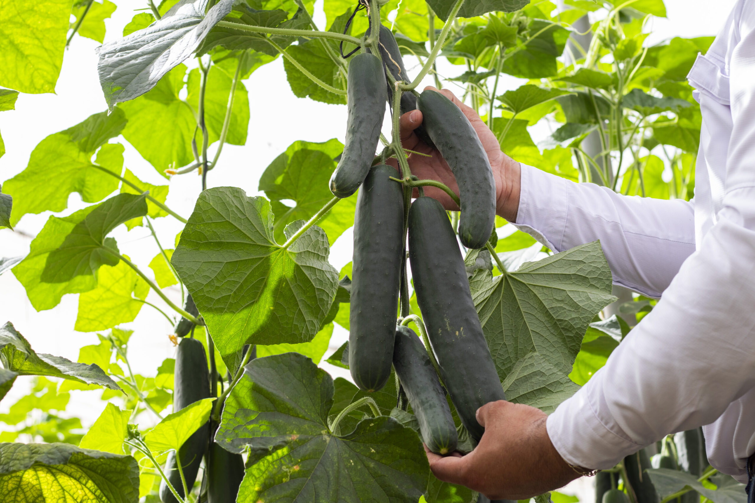 Zeus, semilla de pepino