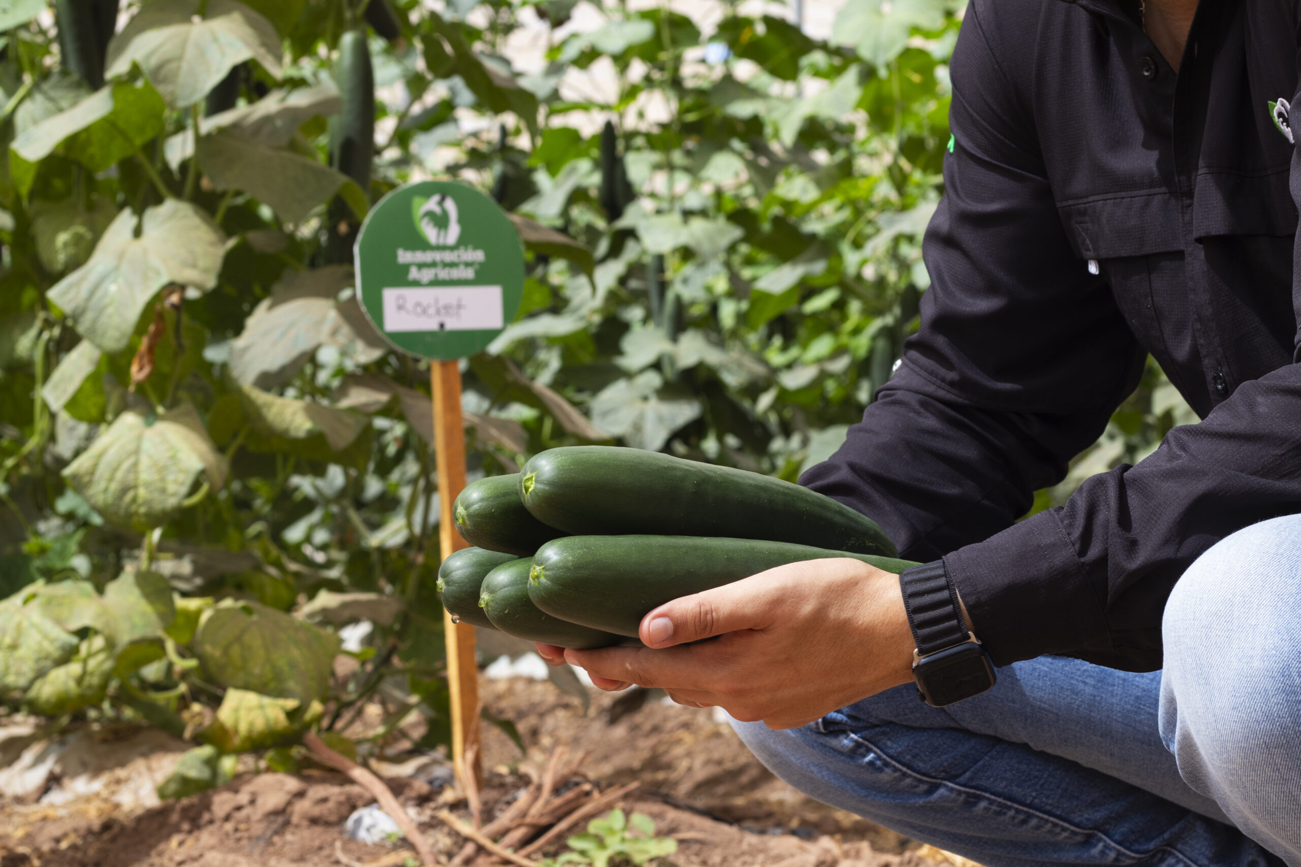 Rocket, semilla de pepino