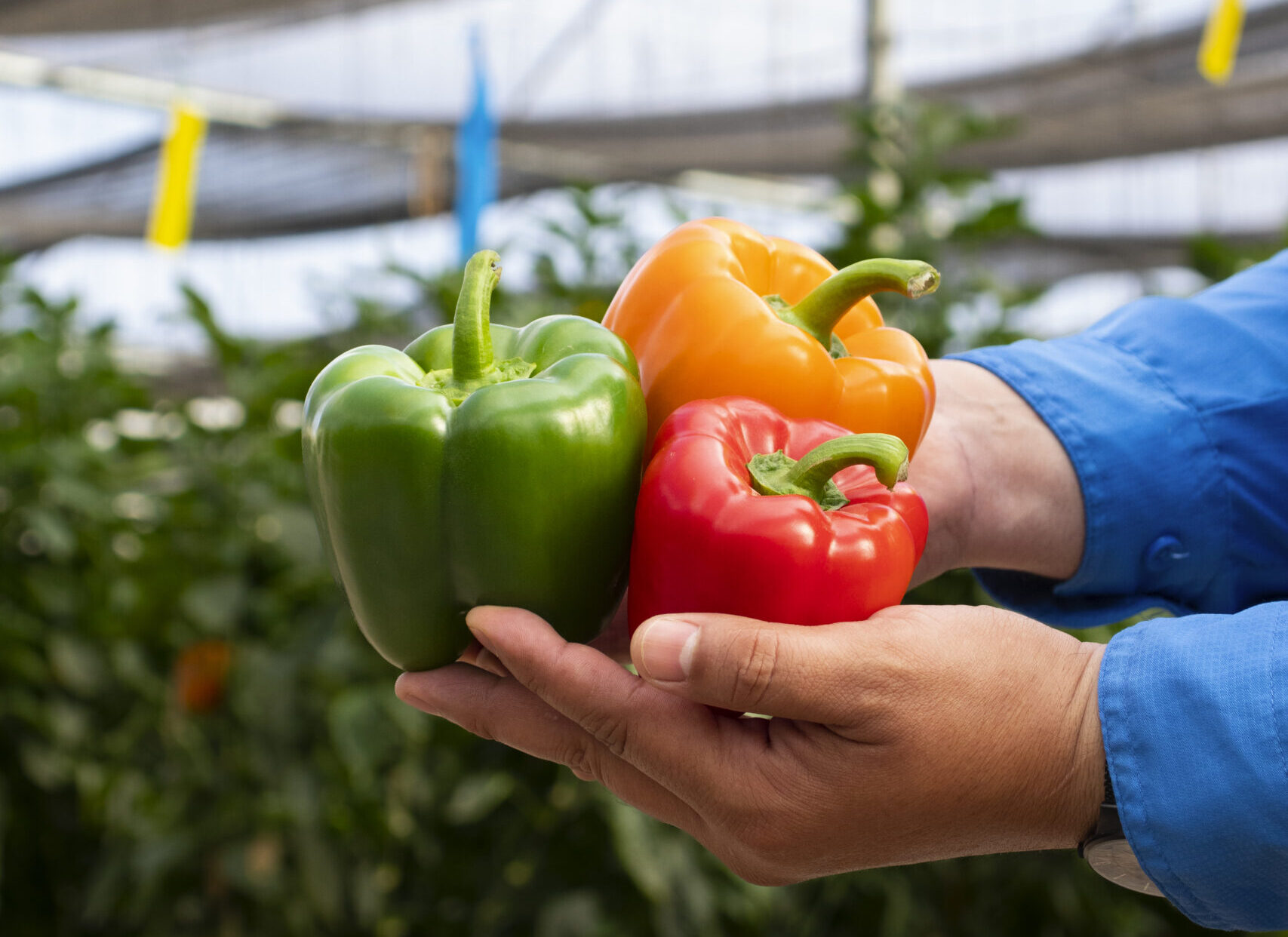 Combate el picudo del chile con Spectre